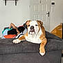 Ben a rejoint le concours — aidez-le/la à gagner de superbes lots ! bulldog, dog, couch, living_room, person, relaxing, indoor, furniture, door, shelf, cushion, home, pet, resting, animal, brown, white, black, casual, comfort