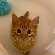 Pumpkin is registered to the contest to win money with this photo: animal, bathroom, bathtub, cat, curious, cute, domestic_cat, ears, fluffy, fur, indoor, kitten, looking_up, orange_tabby, paws, pet, pink_nose, small, whiskers, young