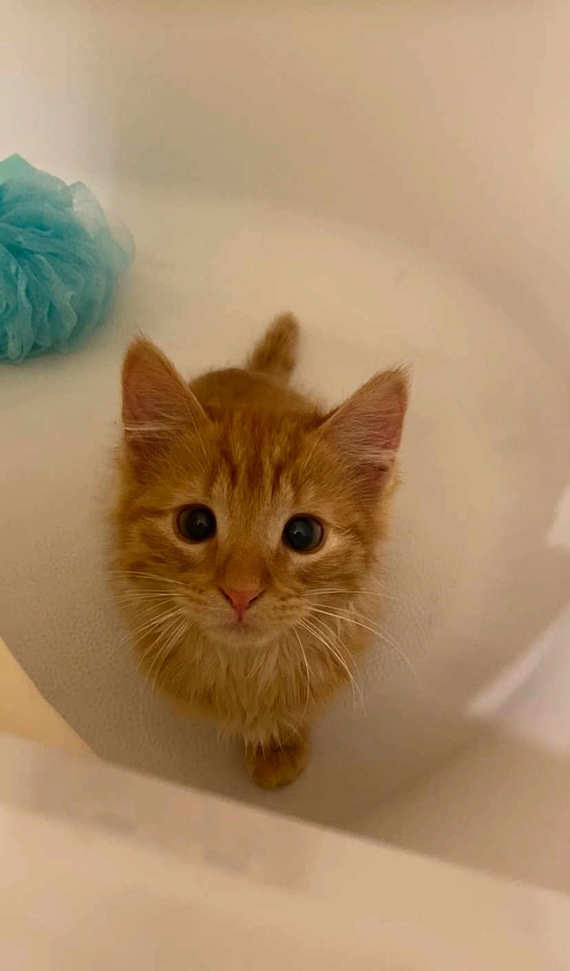 Pumpkin