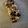Winnie is registered to the contest to win money with this photo: animal, belly_up, carpet, cat, cute, domestic, ears, feline, fluffy, fur, indoor, lying_down, mammal, paws, pet, playful, relaxed, resting, tortoiseshell, whiskers
