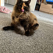 Winnie is registered to the contest to win money with this photo: carpet, cat, cozy, cute, domestic_animal, ears, eyes, feline, fluffy, fur, home, indoor, living_room, mammal, pet, relaxed, sitting, tongue_out, tortoiseshell, whiskers