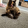 carpet, cat, cozy, cute, domestic_animal, ears, eyes, feline, fluffy, fur, home, indoor, living_room, mammal, pet, relaxed, sitting, tongue_out, tortoiseshell, whiskers