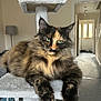 animal, carpet, cat, cat_tree, door, feline, fluffy, fur, furniture, green_eyes, home, indoor, lamp, mammal, paw, pet, portrait, relaxed, tortoiseshell_cat, whiskers