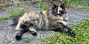 Winnie is registered to the contest to win money with this photo: animal, cat, concrete, ears, feline, fluffy, fur, grass, green_eyes, ground, nature, outdoor, pet, plants, relaxed, resting, tail, tortoiseshell, whiskers, wild_grass