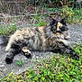 animal, cat, concrete, ears, feline, fluffy, fur, grass, green_eyes, ground, nature, outdoor, pet, plants, relaxed, resting, tail, tortoiseshell, whiskers, wild_grass