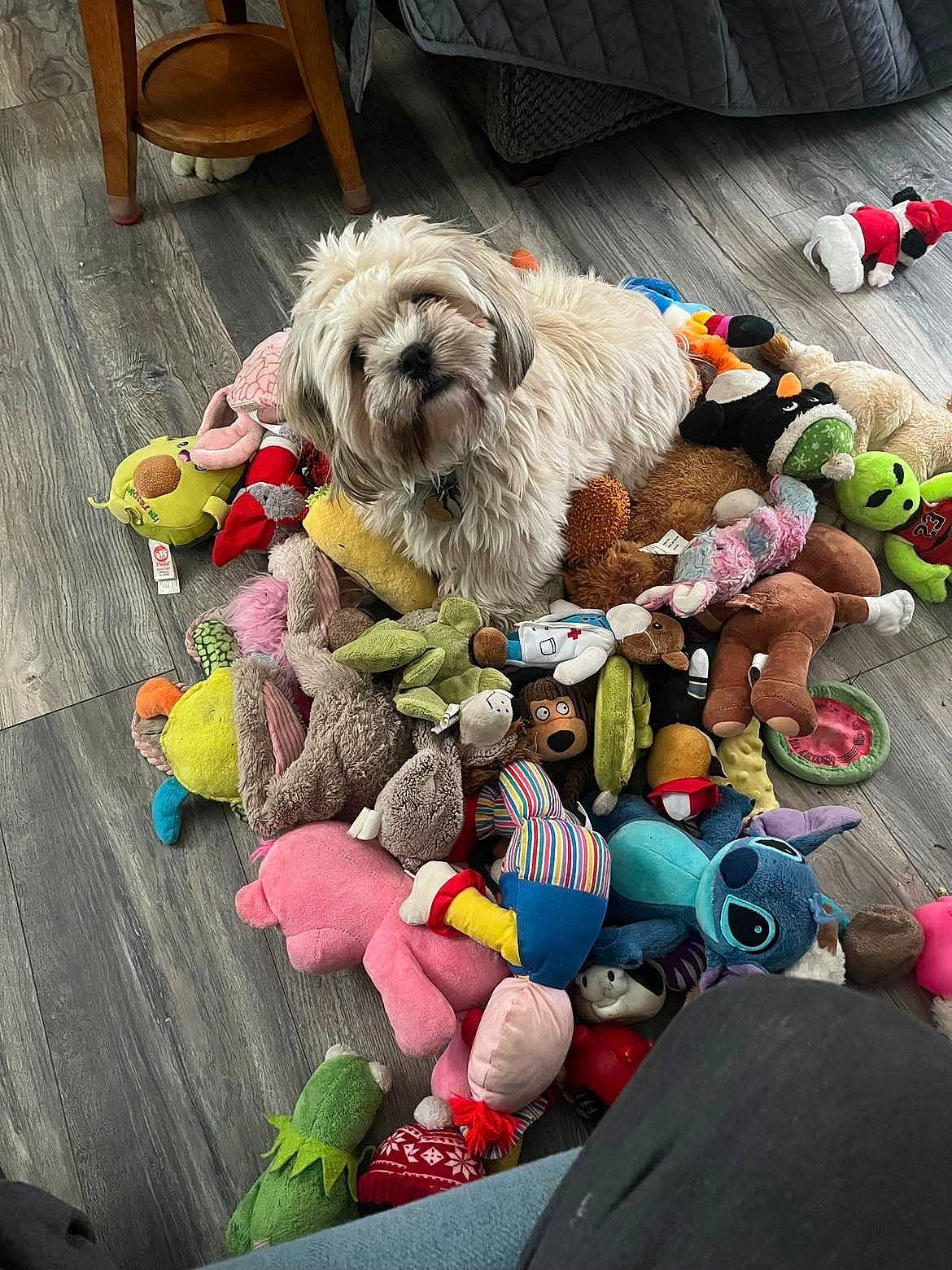 Akira Rose is registered to the contest to win money with this photo: carnivore, companion_dog, costume, dog, dog_breed, dog_clothes, dog_supply, event, fur, pet_supply, plastic, plush, small_terrier, sporting_group, stuffed_toy, terrier, toy, toy_dog, wool, working_animal