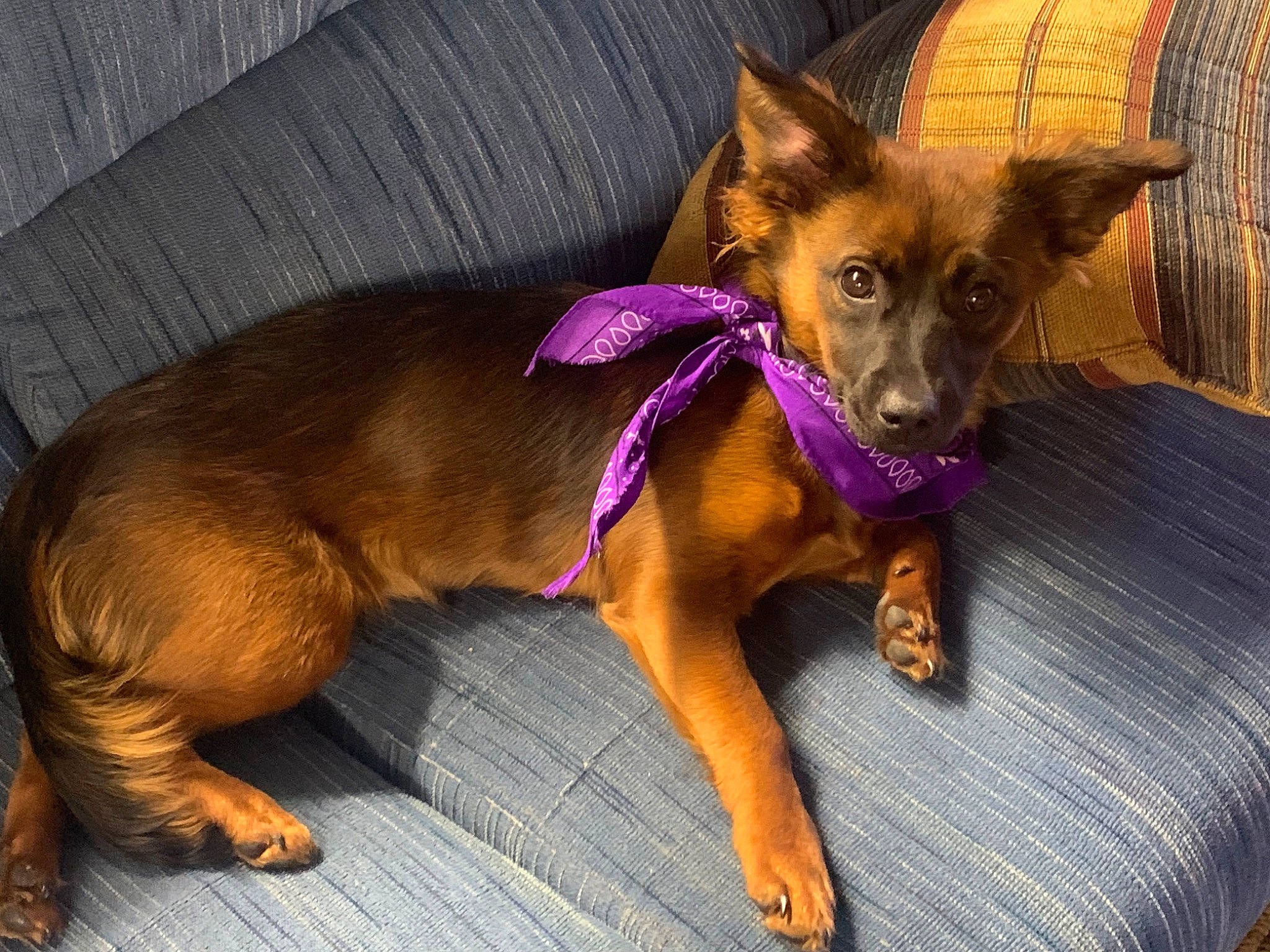 Jules joined the competition — help win amazing prizes! canidae, carnivore, companion_dog, dog, dog_breed, dog_supply, ear, fawn, fur, guard_dog, liver, paw, prazsky_krysarik, puppy, snout, sporting_group, toy_dog, whiskers, working_animal, working_dog