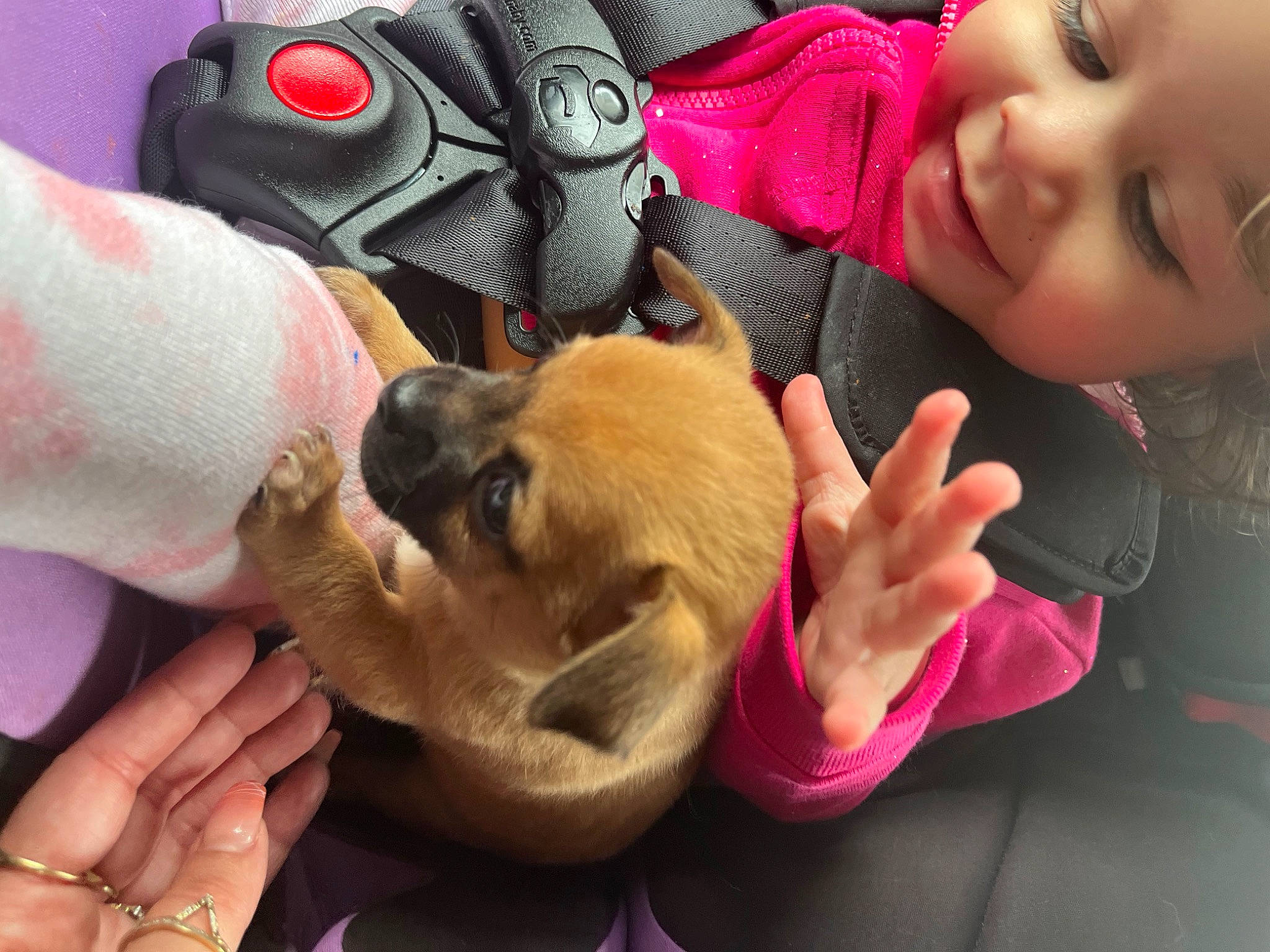 Justice joined the competition — help win amazing prizes! camera, canidae, carnivore, child, companion_dog, dog, dog_breed, fawn, finger, fur, hand, happy, headwear, nail, paw, person, puppy_love, smile, snout, sporting_group