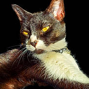 Oreo is registered to the contest to win money with this photo: cat, tuxedo_cat, pet, animal, feline, yellow_eyes, black_and_white, fur, whiskers, ears, collar, closeup, portrait, sunlight, relaxed, cute, domestic_cat, mammal, indoor, resting