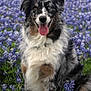 Rawlings joined the competition — help win amazing prizes! animal, canine, dog, face, field, flower, grass, grassland, head, herbal, herbs, nature, outdoors, person, pet, photography, plant, portrait, puppy, purple