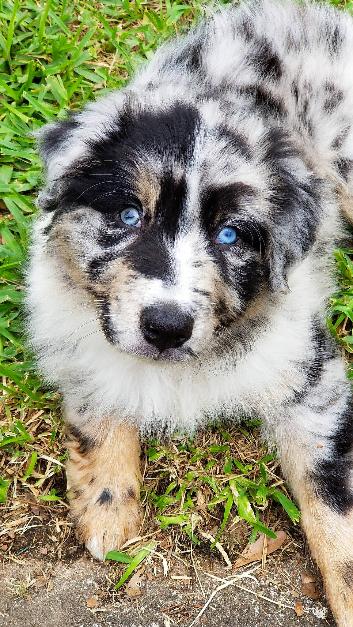 Rawlings joined the competition — help win amazing prizes! australian_collie, australian_shepherd, border_collie, canidae, carnivore, companion_dog, dog, dog_breed, herding_dog, koolie, mammal, miniature_australian_shepherd, puppy, rare_breed_dog, snout, sporting_group, texas_heeler, vertebrate, welsh_sheepdog, working_dog