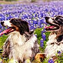 dog, australian_shepherd, animal, tongue_out, outdoor, flower_field, purple_flowers, grass, nature, pet, canine, two_dogs, happy, panting, fur, summer, relaxed, closeup, daytime, wildflowers