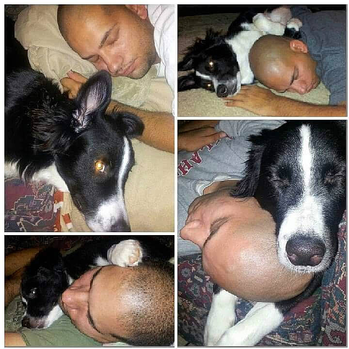 Domino joined the competition — help win amazing prizes! border_collie, dog, dog_breed, dog_breed_group, dog_like_mammal, mcnab, person, snout