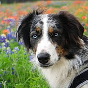 Willie Mayes Hayes joined the competition — help win amazing prizes! animal, canine, cockerspaniel, collie, dog, field, flower, geranium, grass, grassland, herbal, herbs, hound, husky, nature, outdoors, pet, plant, puppy, vegetation