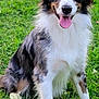Willie Mayes Hayes is registered to the contest to win money with this photo: accessories, animal, bodypart, canine, cockerspaniel, collie, dog, field, grass, grassland, lawn, mouth, nature, outdoors, papillon, person, pet, plant, puppy, tongue