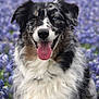 Willie Mayes Hayes is registered to the contest to win money with this photo: animal, ball, bodypart, canine, collie, dog, flower, football, grass, hound, husky, mouth, outdoors, person, pet, plant, puppy, purple, soccer, soccerball