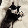 cat, black_and_white, sleeping, fluffy, blanket, cozy, paw, fur, relaxed, cute, pet, animal, indoor, resting, whiskers, pink_nose, closeup, feline, soft, comfort