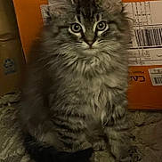 Daphne joined the competition — help win amazing prizes! kitten, cat, fluffy, gray_tabby, sitting, curious, indoor, box, feline, young_cat, whiskers, ears, tail, fur, pet, animal, cute, alert, small, domestic