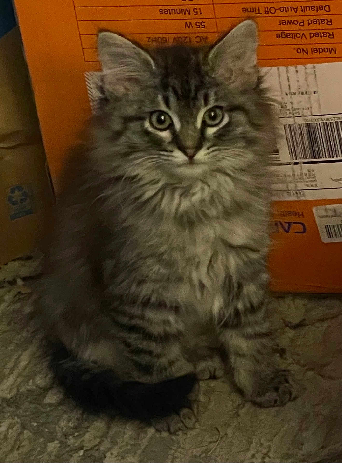 Daphne
