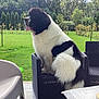 animal, backyard, canine, chair, dog, furniture, grass, jar, nature, outdoors, park, pet, plant, planter, pottedplant, pottery, puppy, tree, vase, yard