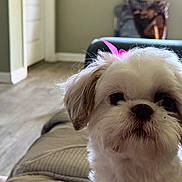 Willow is registered to the contest to win money with this photo: dog, white_dog, pet, bow, cute, fluffy, indoor, couch, furniture, blurred_background, closeup, animal, companion, small_dog, adorable, portrait, living_room, cozy, domestic, curious
