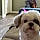 Willow