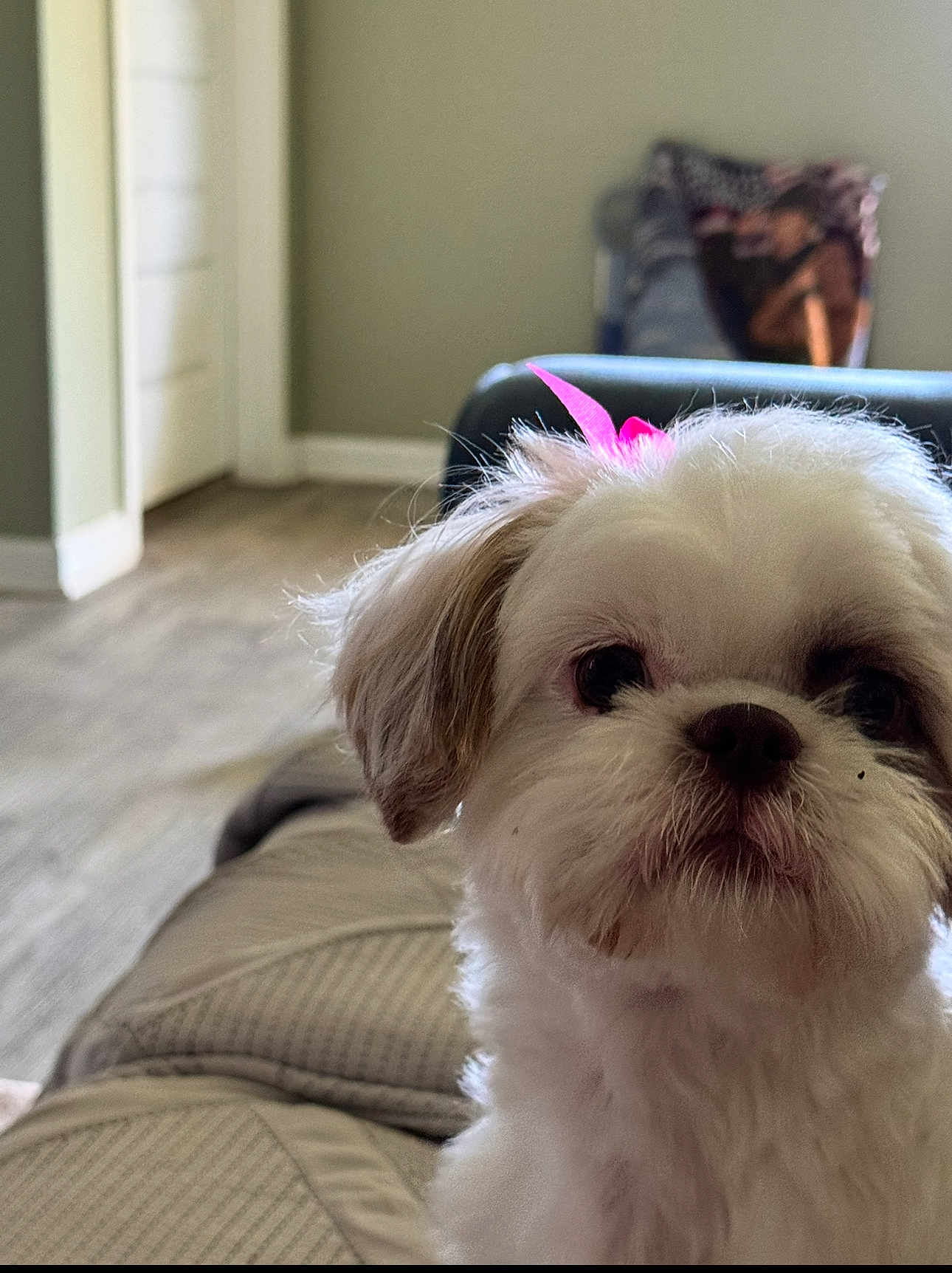 Willow