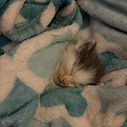 Jasper joined the competition — help win amazing prizes! kitten, sleeping, blanket, fluffy, cozy, soft, animal, pet, cute, resting, fur, small, warm, comfort, indoor, peaceful, young, mammal, snuggled, heart_pattern