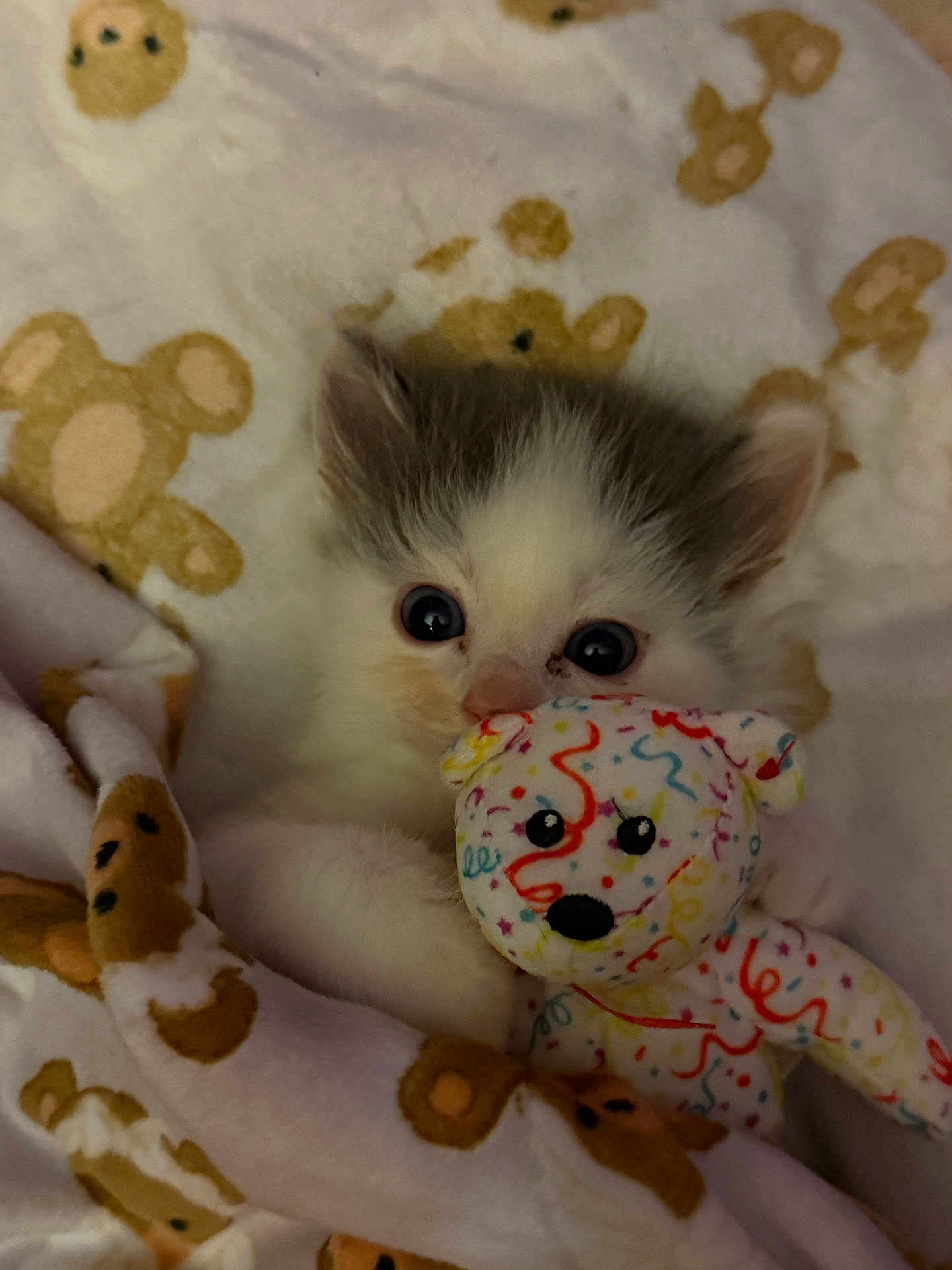 Jasper is registered to the contest to win money with this photo: kitten, cat, toy, stuffed_animal, blanket, teddy_bear, cute, cozy, animal, pet, fur, face, eyes, snuggle, comfort, small, young, indoor, soft, playful