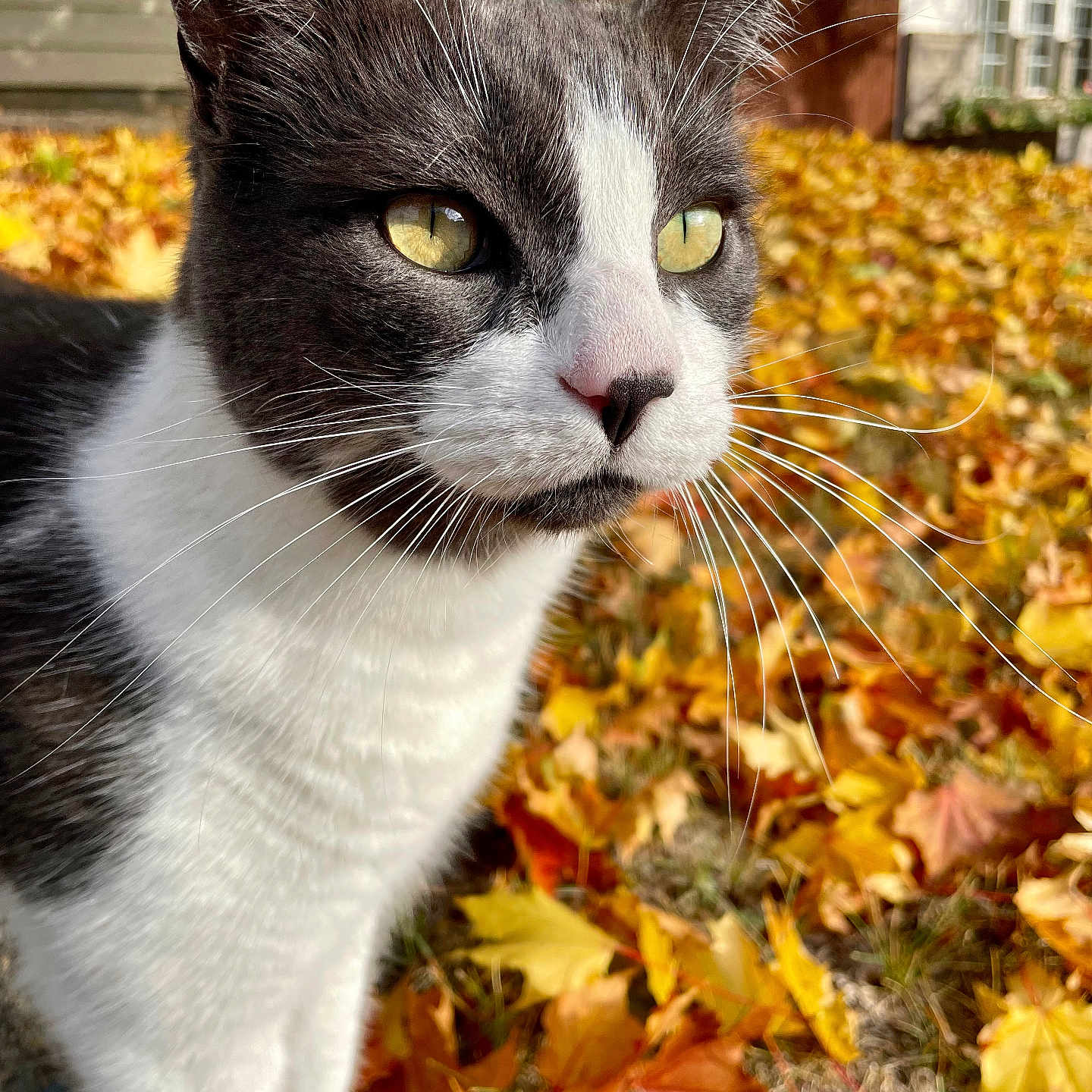 Maxwell is registered to the contest to win money with this photo: abyssinian, animal, autumn, cat, face, grass, head, kitten, leaf, manx, maple, mapleleaf, person, pet, photography, plant, portrait, pottedplant, tree, vegetation