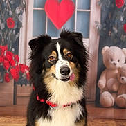 Tessa participe au concours pour gagner de l'argent avec cette photo : dog, tricolor, fluffy, tongue_out, red_heart, roses, teddy_bears, window, indoor, decor, cute, pet, portrait, love_theme, background, playful, animal, fur, collar, wooden_floor