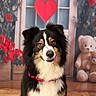 dog, tricolor, fluffy, tongue_out, red_heart, roses, teddy_bears, window, indoor, decor, cute, pet, portrait, love_theme, background, playful, animal, fur, collar, wooden_floor