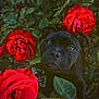 Pablo a rejoint le concours — aidez-le/la à gagner de superbes lots ! dog, puppy, black_dog, rose, red_flower, flower, plants, green_leaves, nature, outdoor, close_up, cute, pet, garden, young_animal, animal, flora, flora_and_fauna, adorable, portrait
