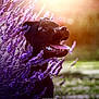 Pablo a rejoint le concours — aidez-le/la à gagner de superbes lots ! dog, black_dog, lavender, flowers, tongue_out, sunlight, outdoor, nature, happy, pet, grass, purple_flowers, sunshine, summer, animal, canine, closeup, garden, playful, sunflare