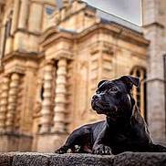 Pablo a rejoint le concours — aidez-le/la à gagner de superbes lots ! alert, animal, architecture, black_dog, blurred_background, building, canine, closeup, daytime, dog, guarding, historic, laying_down, leisure, mammal, outdoor, pet, portrait, stone, urban