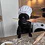 dog, black_dog, chef_hat, wooden_spoon, kitchen, rolling_pin, flour, dog_biscuits, counter, appliance, oven, baking, cute, pet, animal, indoor, cooking, funny, portrait, food