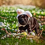 Pablo a rejoint le concours — aidez-le/la à gagner de superbes lots ! adorable, animal, basket, black_dog, bunny_ears, cute, dog, flowers, garden, grass, greenery, nature, outdoor, pet, playful, portrait, puppy, spring, sunlight, young_dog