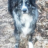 Reglise a rejoint le concours — aidez-le/la à gagner de superbes lots ! dog, animal, outdoor, forest_floor, leaves, blue_eyes, alert, fur, nature, pet, canine, standing, autumn, wildlife, muzzle, ears, portrait, walking, brown, black