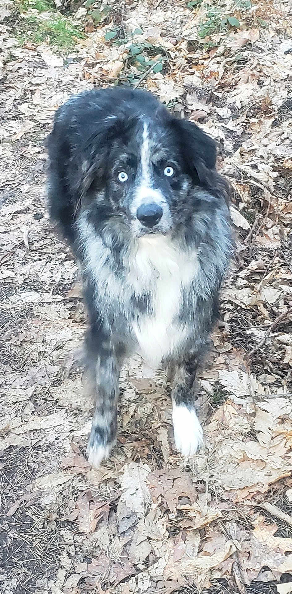 Reglise a rejoint le concours — aidez-le/la à gagner de superbes lots ! dog, animal, outdoor, forest_floor, leaves, blue_eyes, alert, fur, nature, pet, canine, standing, autumn, wildlife, muzzle, ears, portrait, walking, brown, black