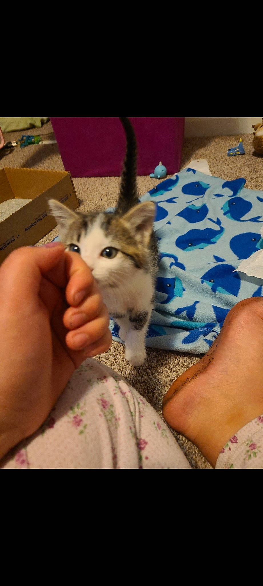 Alley joined the competition — help win amazing prizes! canidae, carnivore, claw, domestic_short_haired_cat, fawn, felidae, finger, flooring, fur, goats, human_leg, nail, paw, rabbit, rabbits_and_hares, small_to_medium_sized_cats, tail, thumb, whiskers, wildlife