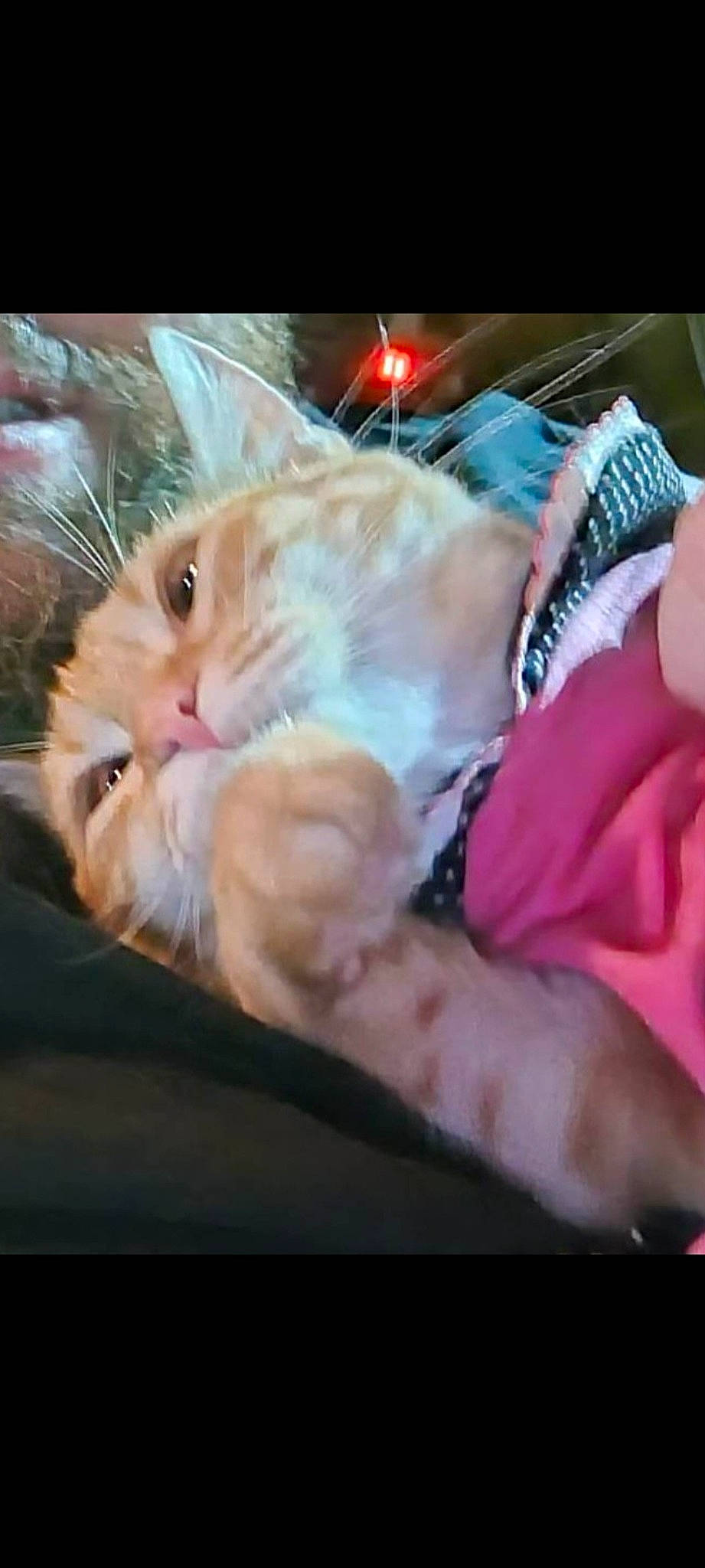 Autumn is registered to the contest to win money with this photo: bed, canidae, carnivore, cat, comfort, companion_dog, domestic_short_haired_cat, fawn, felidae, foot, fur, gesture, human_leg, lap, linens, paw, small_to_medium_sized_cats, snout, tail, whiskers