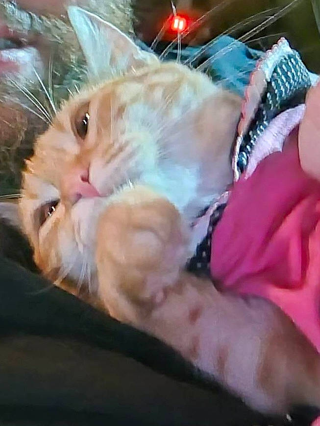 Autumn is registered to the contest to win money with this photo: bed, carnivore, cat, claw, comfort, companion_dog, domestic_short_haired_cat, event, fawn, felidae, fur, holiday, lap, linens, nap, paw, sleep, small_to_medium_sized_cats, tail, whiskers