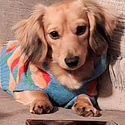 Axle is registered to the contest to win money with this photo: dog, puppy, sweater, colorful, couch, smartphone, pet, indoor, fur, ears, paws, looking, cute, animal, relaxed, closeup, home, cozy, companion, resting