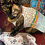 Hazelnut is registered to the contest to win money with this photo: cat, tortoiseshell, clothing, shirt, denim_shorts, rainbow_pattern, yellow_eyes, paw_print_blanket, indoor, table, food_bowl, furniture, box, gingerbread_house, pet, curious, close_up, animal, cozy, home