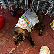 Hazelnut joined the competition — help win amazing prizes! cat, pet_clothing, rainbow, denim, floor, wood, sneakers, shoes, white, pink, yellow, fringe, blanket, indoor, paw, stretching, playful, feline, colorful, casual