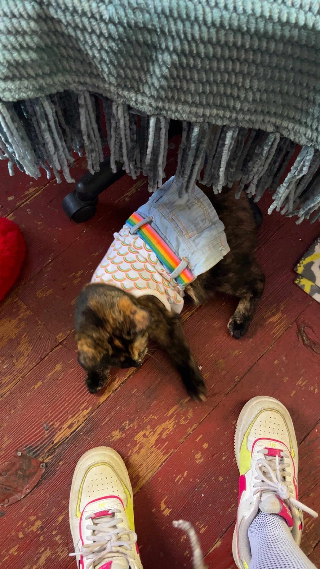 Hazelnut joined the competition — help win amazing prizes! cat, pet_clothing, rainbow, denim, floor, wood, sneakers, shoes, white, pink, yellow, fringe, blanket, indoor, paw, stretching, playful, feline, colorful, casual