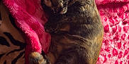 Hazelnut joined the competition — help win amazing prizes! cat, sleeping, tortoiseshell, blanket, pink, leopard_print, cozy, curled_up, resting, indoor, fur, paw, animal, pet, cute, soft_texture, relaxation, comfort, nap, domestic