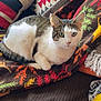 Curry joined the competition — help win amazing prizes! cat, animal, pet, feline, indoor, blanket, couch, pillow, pattern, colorful, leaf_pattern, resting, fur, whiskers, ears, green_eyes, home, cozy, relaxed, looking