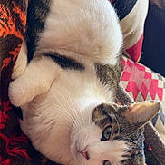 Curry joined the competition — help win amazing prizes! cat, animal, pet, feline, resting, blanket, indoor, cozy, patterned, fur, whiskers, green_eyes, closeup, relaxed, cute, domestic_cat, comfort, soft_light, warm, portrait