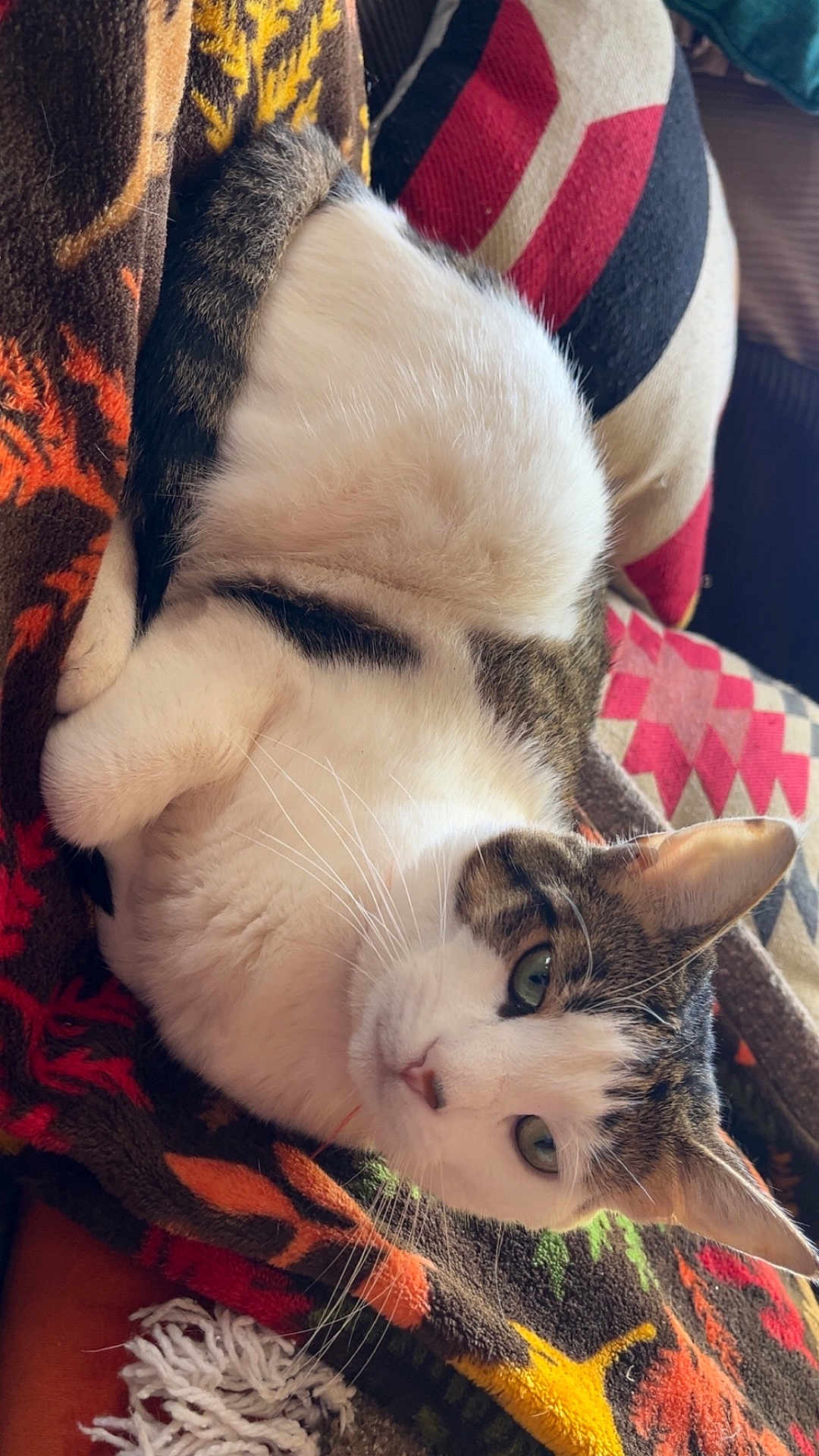 Curry joined the competition — help win amazing prizes! cat, animal, pet, feline, resting, blanket, indoor, cozy, patterned, fur, whiskers, green_eyes, closeup, relaxed, cute, domestic_cat, comfort, soft_light, warm, portrait